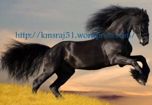 black_horse_running kmsraj51