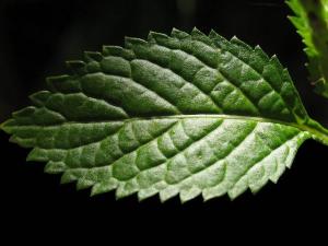 leaf pudina-kmsraj51