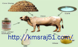 Cow - kmsraj51