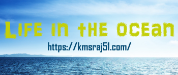 Life in the ocean-kmsraj51