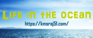 Life in the ocean-kmsraj51